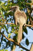 Indian Grey Hornbill