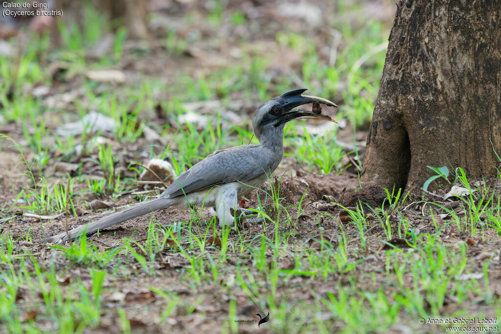 Indian Grey Hornbill
