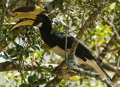 Malabar Pied Hornbill