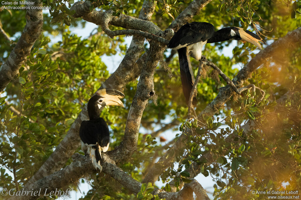 Malabar Pied Hornbill