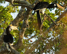 Malabar Pied Hornbill