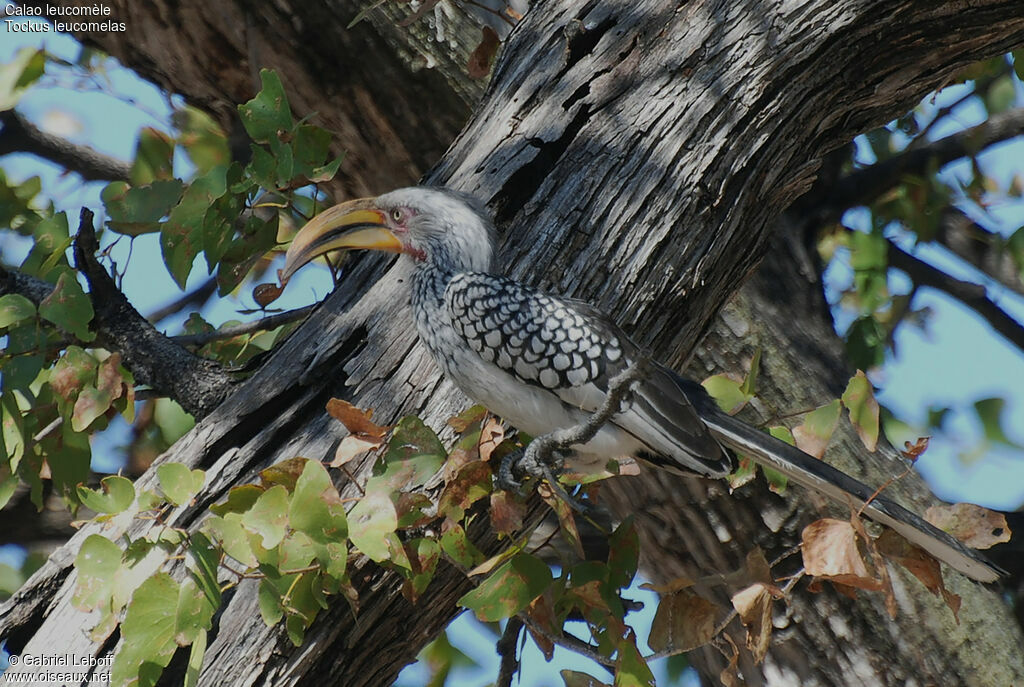 Southern Yellow-billed Hornbill