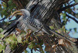 Southern Yellow-billed Hornbill