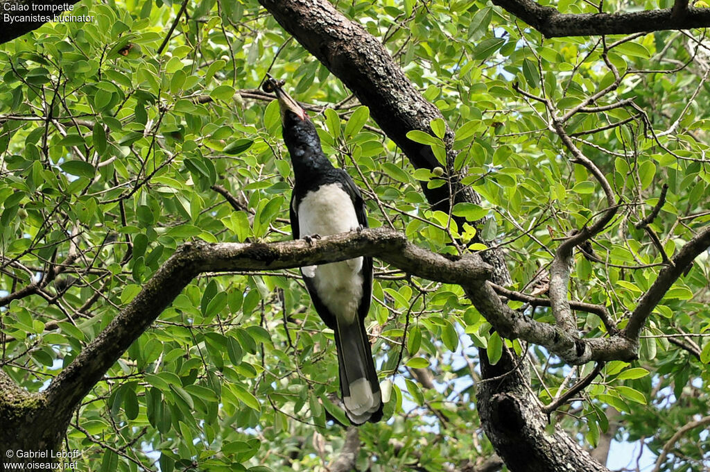 Trumpeter Hornbill