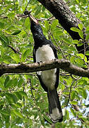 Trumpeter Hornbill