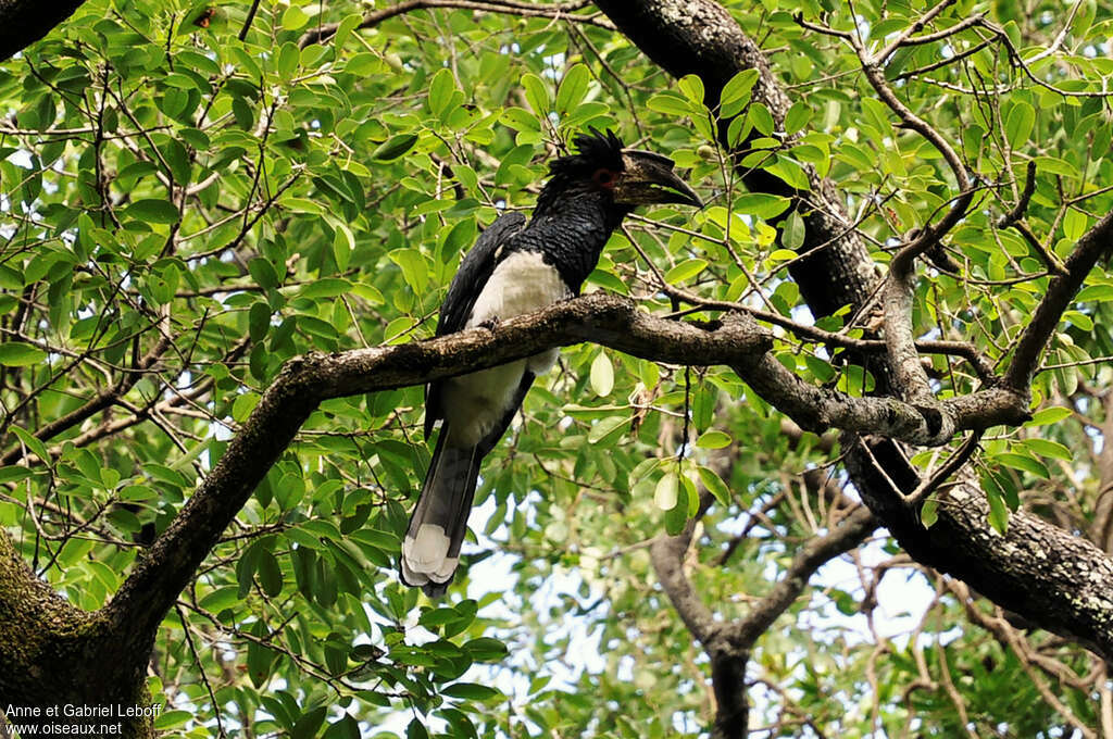 Trumpeter Hornbill