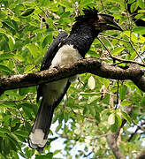 Trumpeter Hornbill