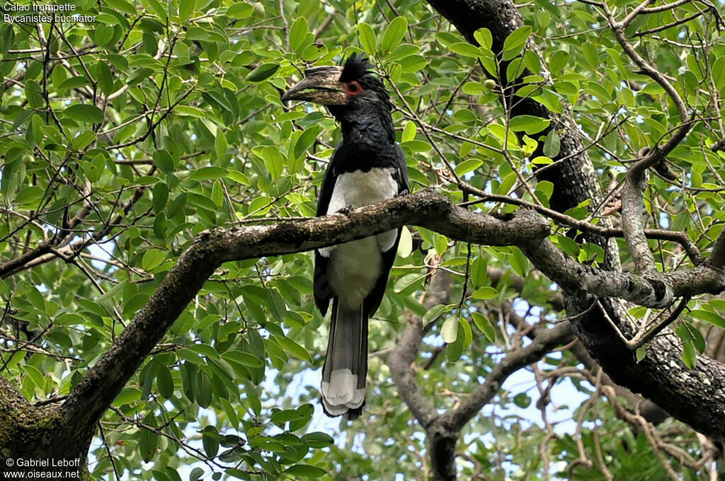 Trumpeter Hornbill