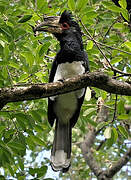 Trumpeter Hornbill