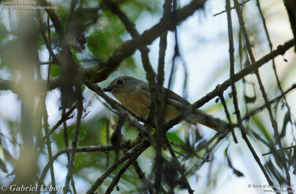 Red-tailed Vanga female