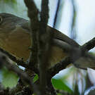 Calicalic malgache