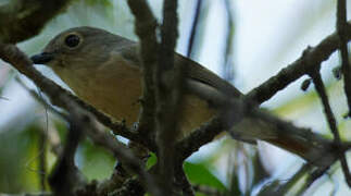 Red-tailed Vanga