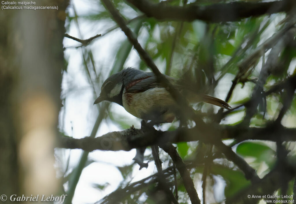 Red-tailed Vanga male