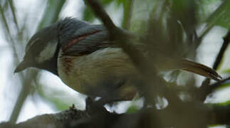 Red-tailed Vanga