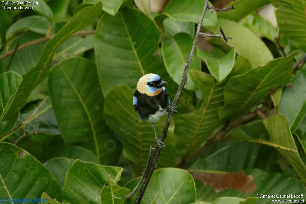 Golden-hooded Tanageradult