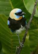 Golden-hooded Tanager