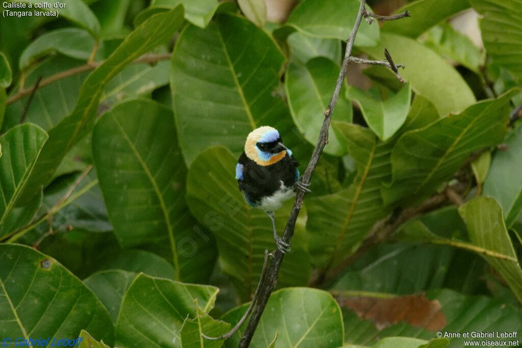 Golden-hooded Tanageradult