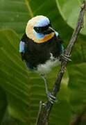 Golden-hooded Tanager