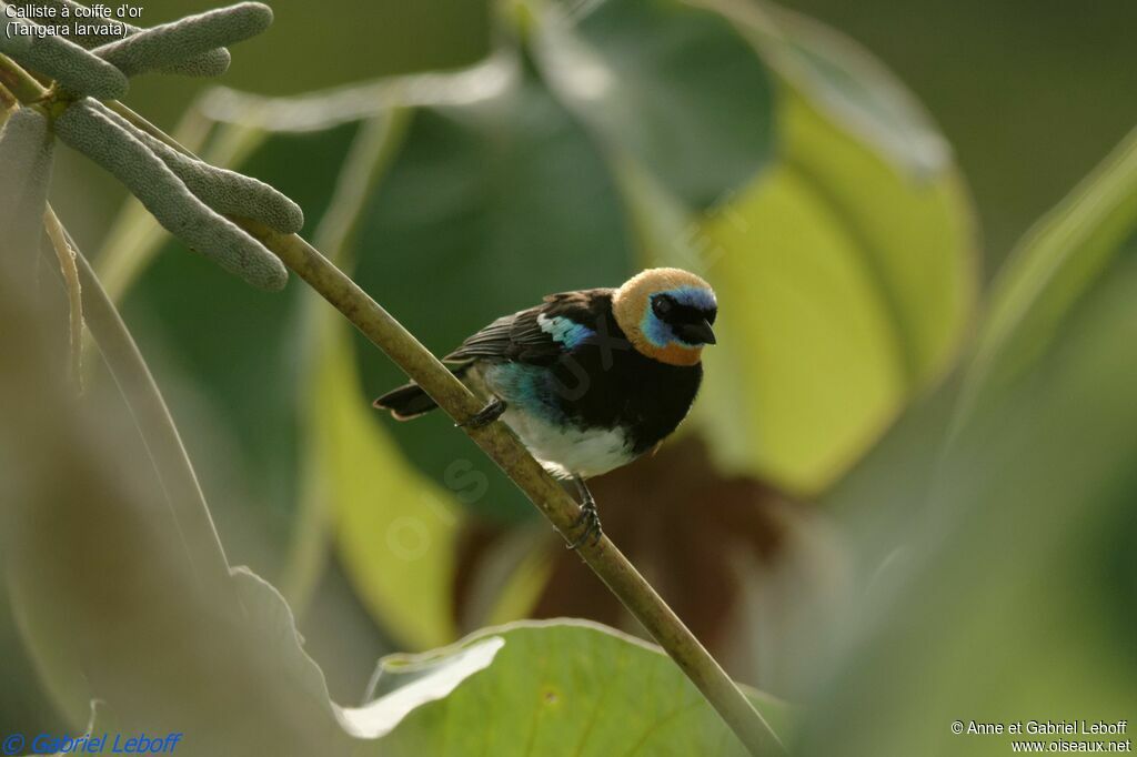 Golden-hooded Tanageradult