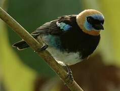 Golden-hooded Tanager