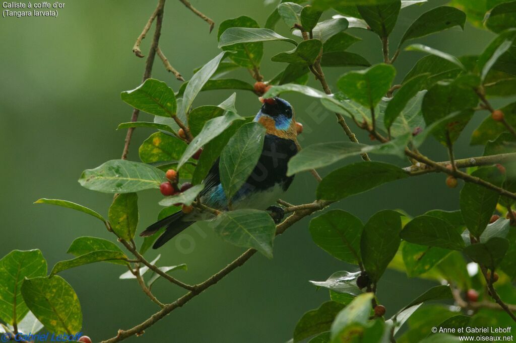 Golden-hooded Tanager male adult