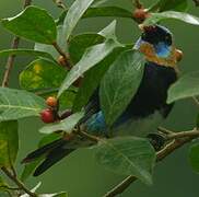 Golden-hooded Tanager