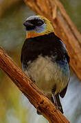 Golden-hooded Tanager