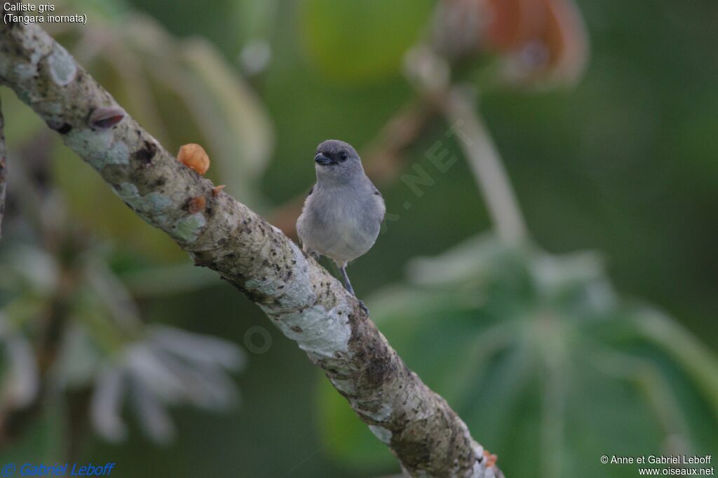 Plain-colored Tanager