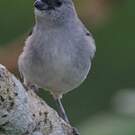 Calliste gris