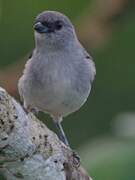 Plain-colored Tanager