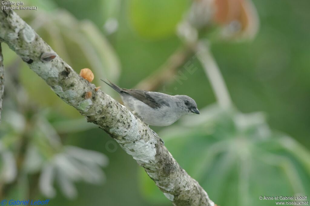 Plain-colored Tanager