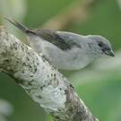 Calliste gris