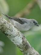 Plain-colored Tanager