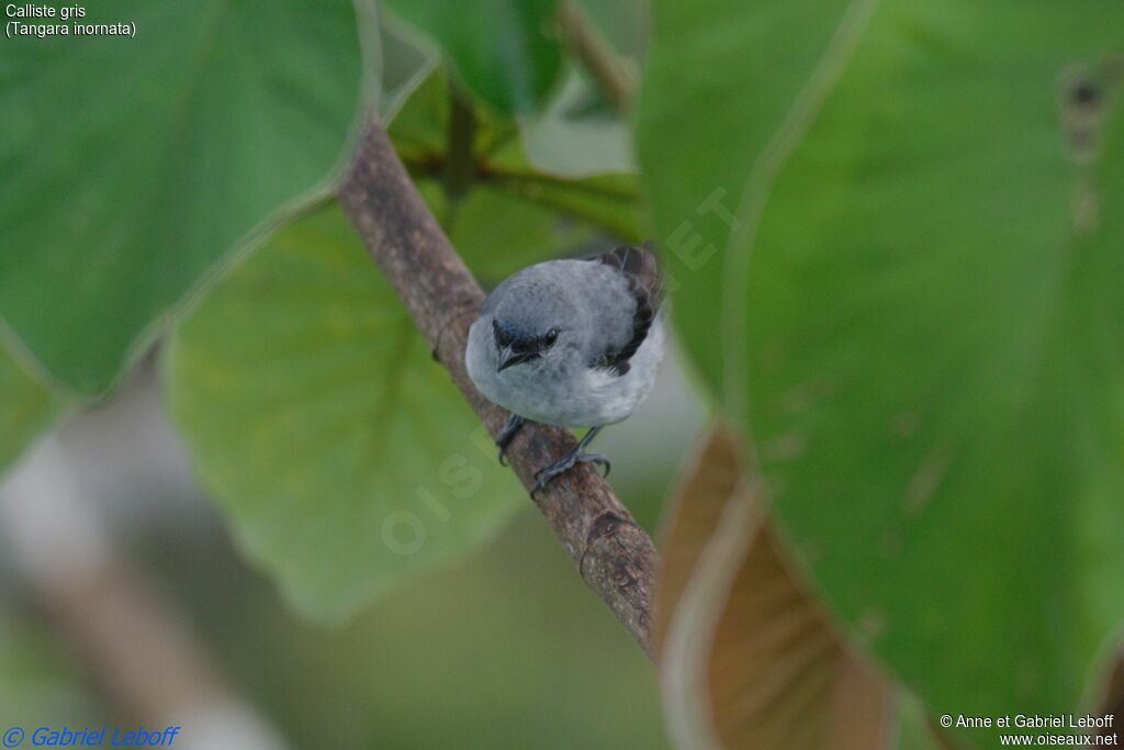 Calliste gris