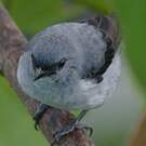 Calliste gris