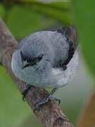 Plain-colored Tanager