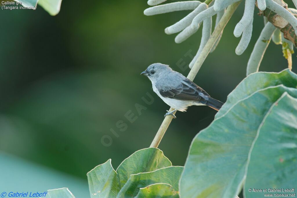 Plain-colored Tanager