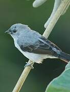 Plain-colored Tanager