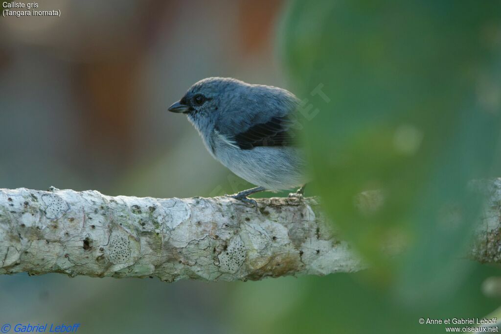 Plain-colored Tanager