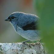 Plain-colored Tanager