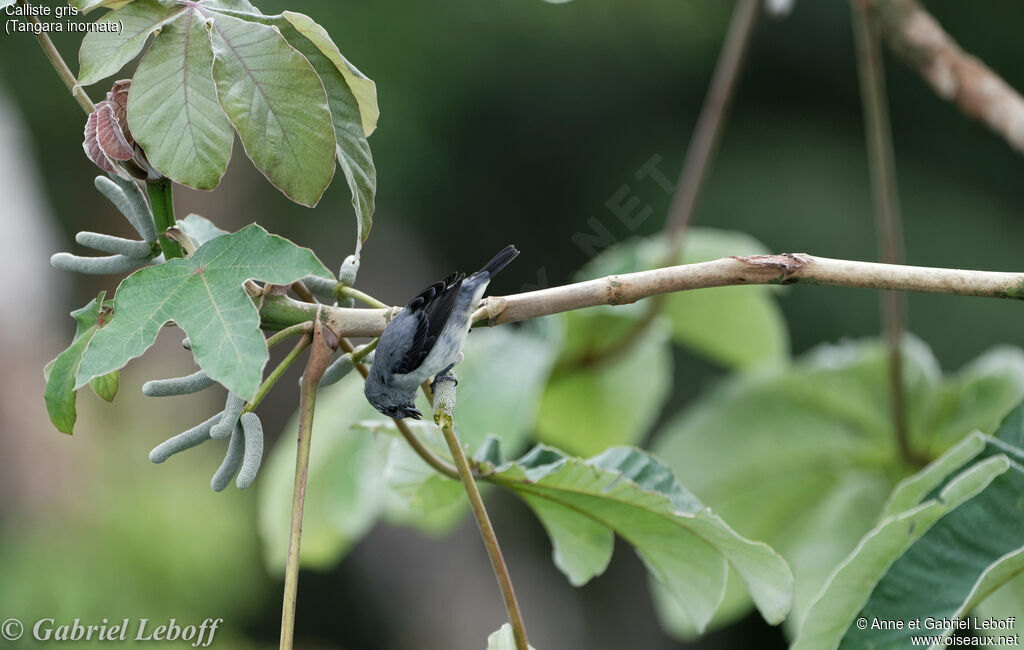 Plain-colored Tanager