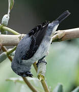 Plain-colored Tanager