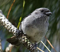 Plain-colored Tanager