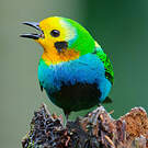 Calliste multicolore