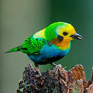 Calliste multicolore