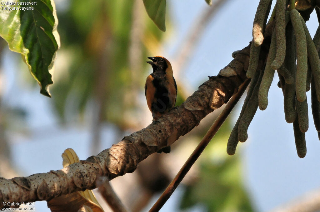 Burnished-buff Tanager