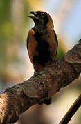 Burnished-buff Tanager