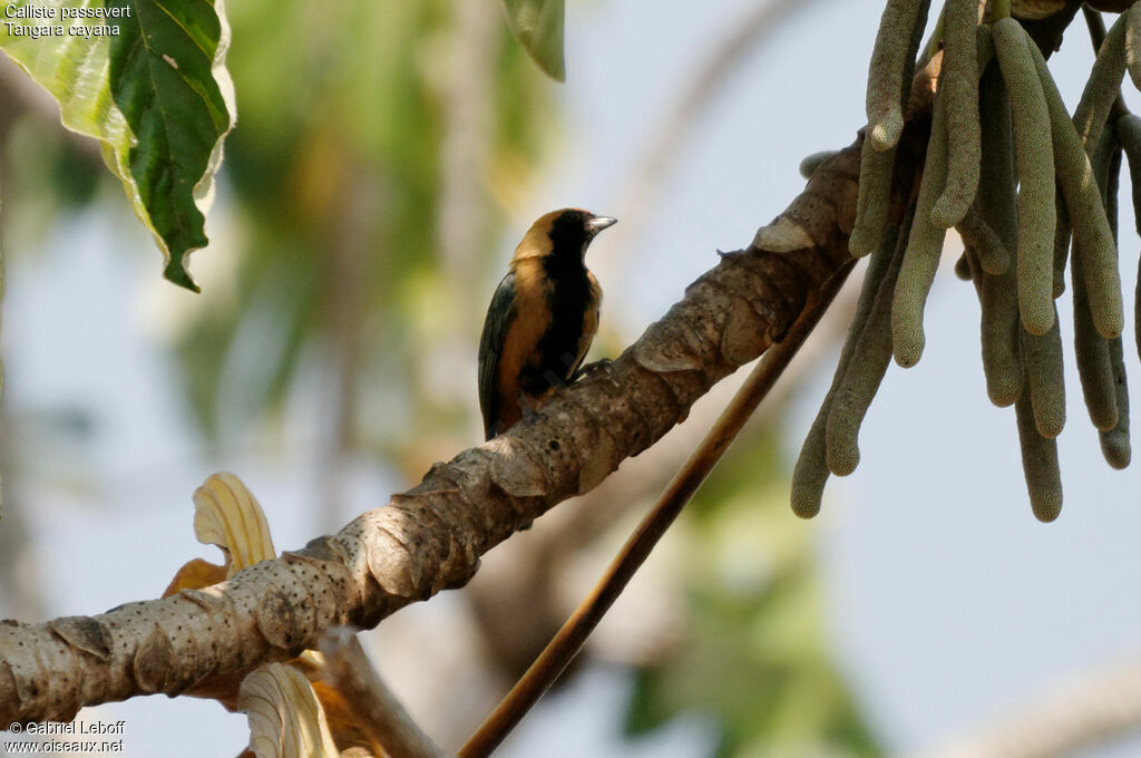 Burnished-buff Tanager