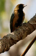 Burnished-buff Tanager