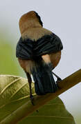 Burnished-buff Tanager